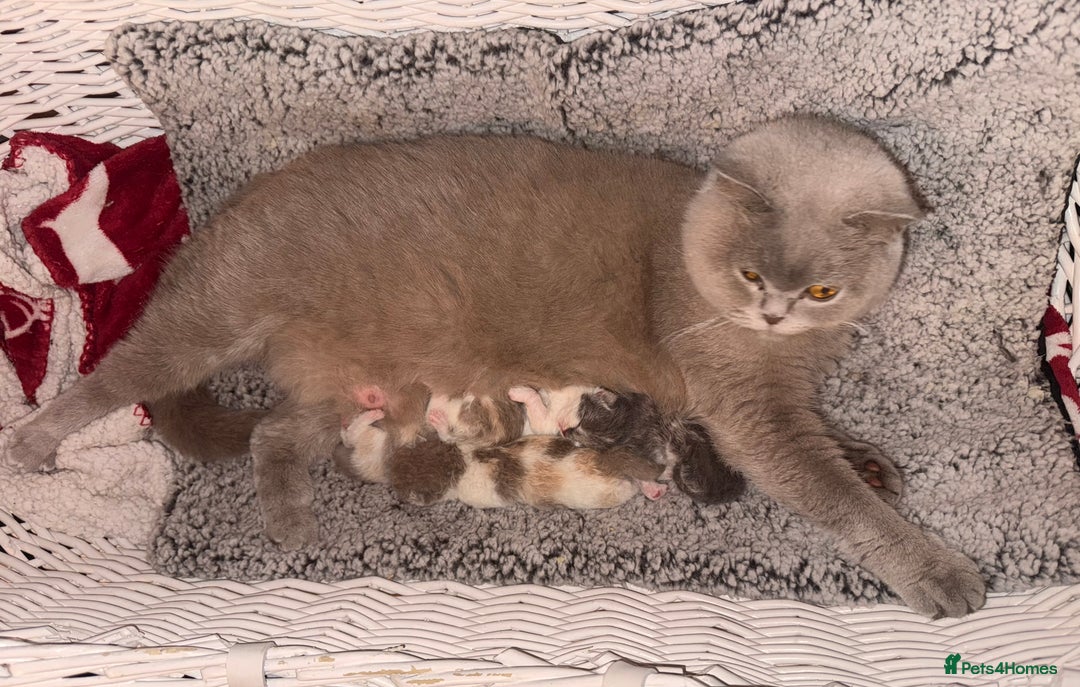 British Shorthair cats for sale: GCCF registered male 🩵  - Advert 13