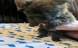 Cairn Terrier dogs for sale: KC registered cairn terrier - Image 5