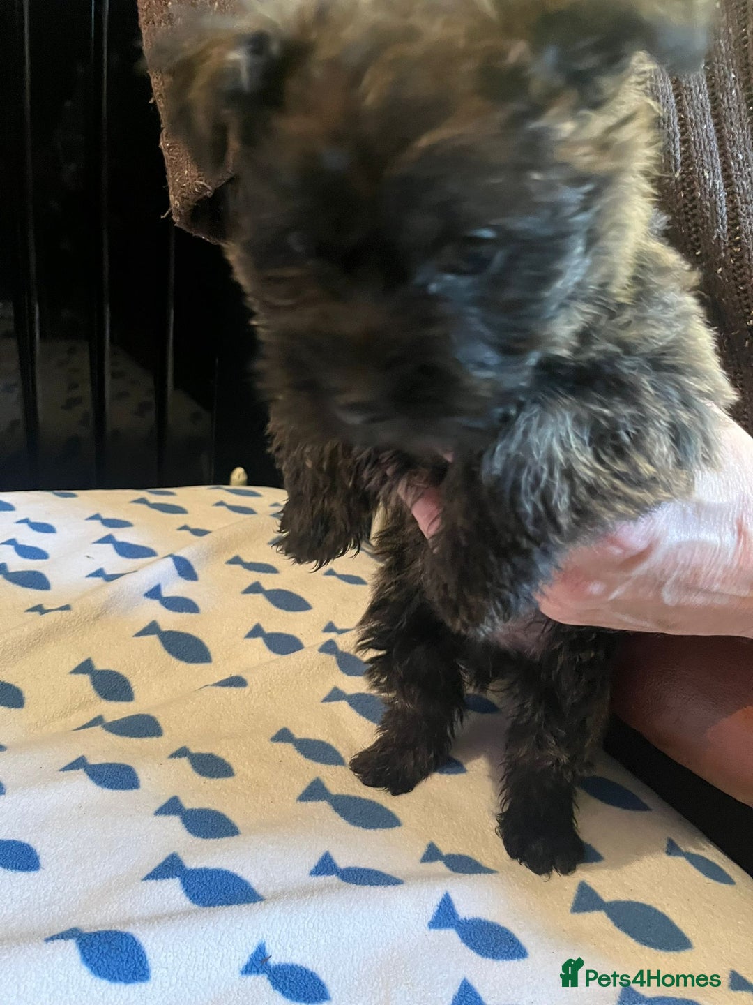 Cairn Terrier dogs for sale: KC registered cairn terrier - Image 5