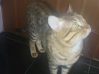 Bengal cats Bengal Male 2 Years Old – Friendly, Loving - Advert 1