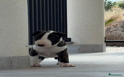 English Bull Terrier dogs for sale: English bull terrier puppies  - Image 8