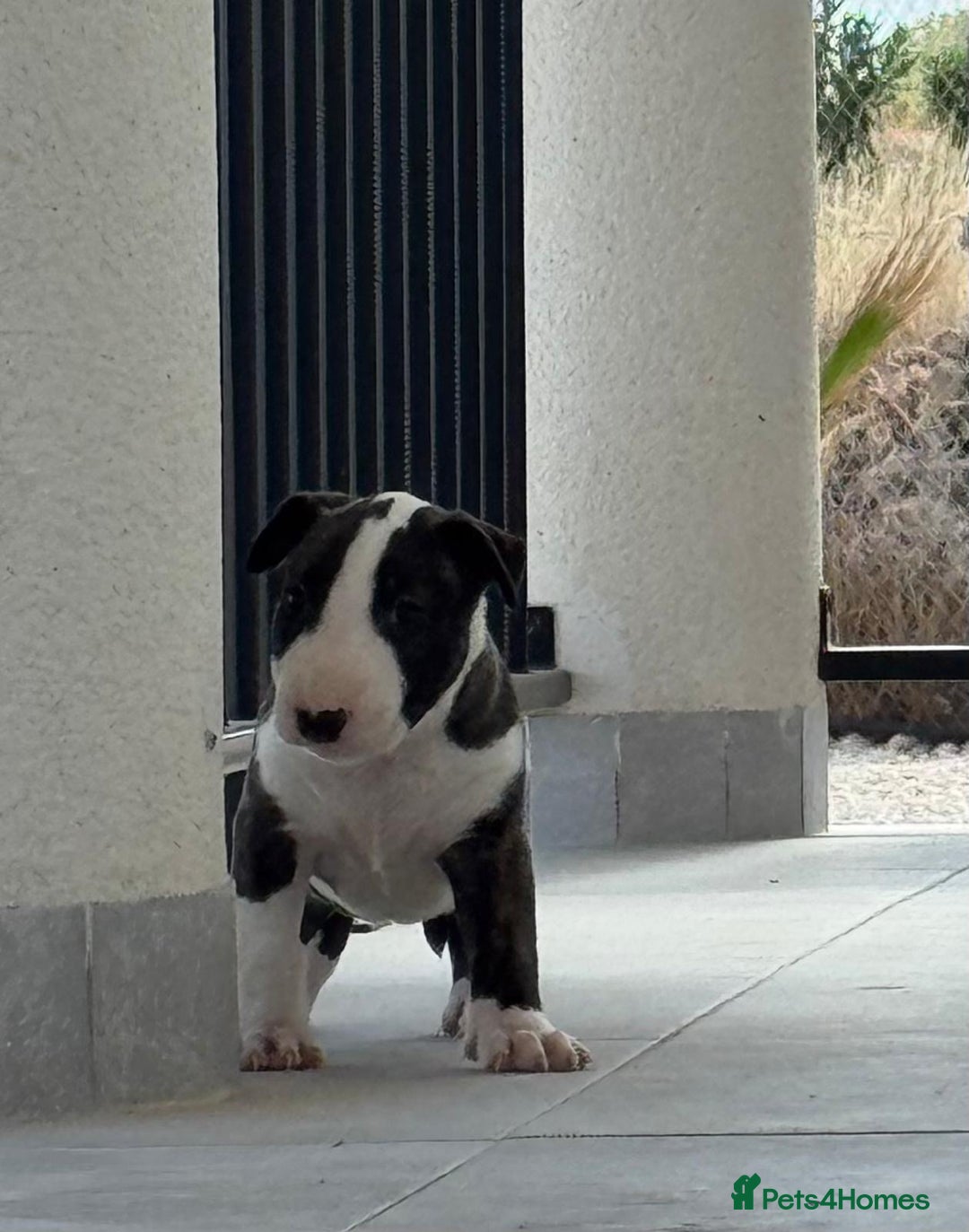 English Bull Terrier dogs for sale: English bull terrier puppies  - Image 8