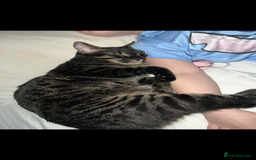 Bengal cats for sale: Female bengal kittens for sale  - Image 15