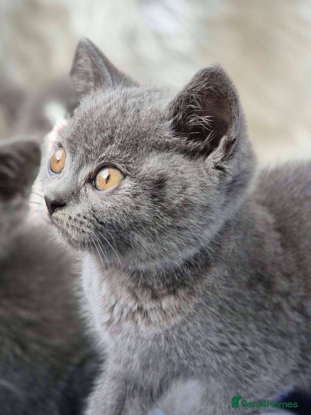 British Shorthair cats for sale: Absolute darling BSH kits GCCF Reg Fantastic type - Image 4