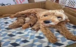 Mini Goldendoodle dogs for sale: F1b mini Groodles - Image 8