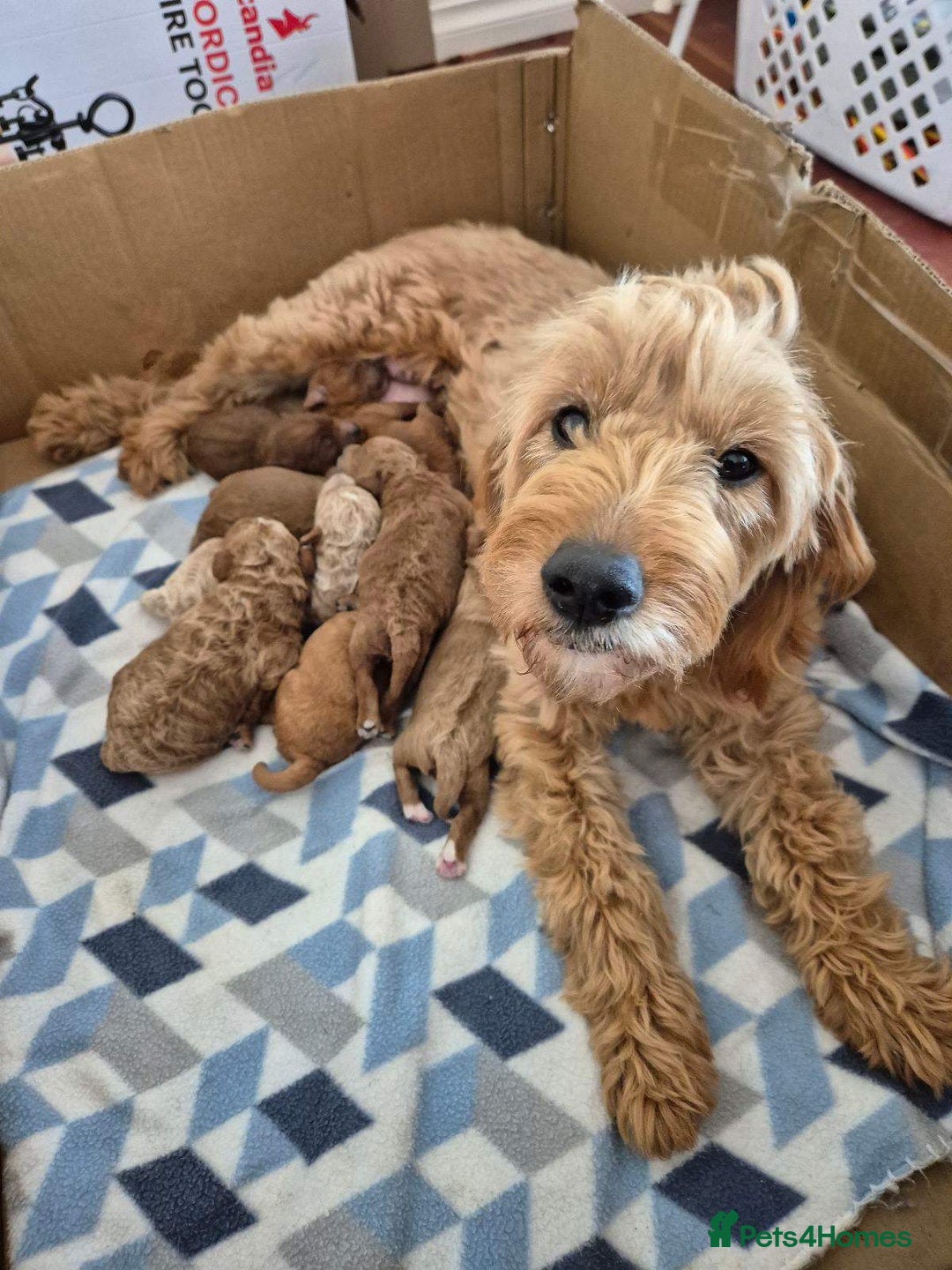 Mini Goldendoodle dogs for sale: F1b mini Groodles - Image 8