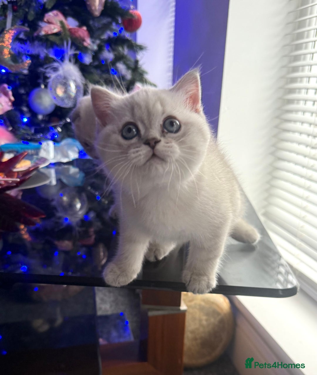 Scottish Fold cats for sale: 😻Stunning Pure breed Scottish fold kittens 😻 - Advert 4