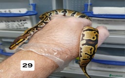 Python Snake reptiles for sale: Hatchling Royal Python's  - Image 13