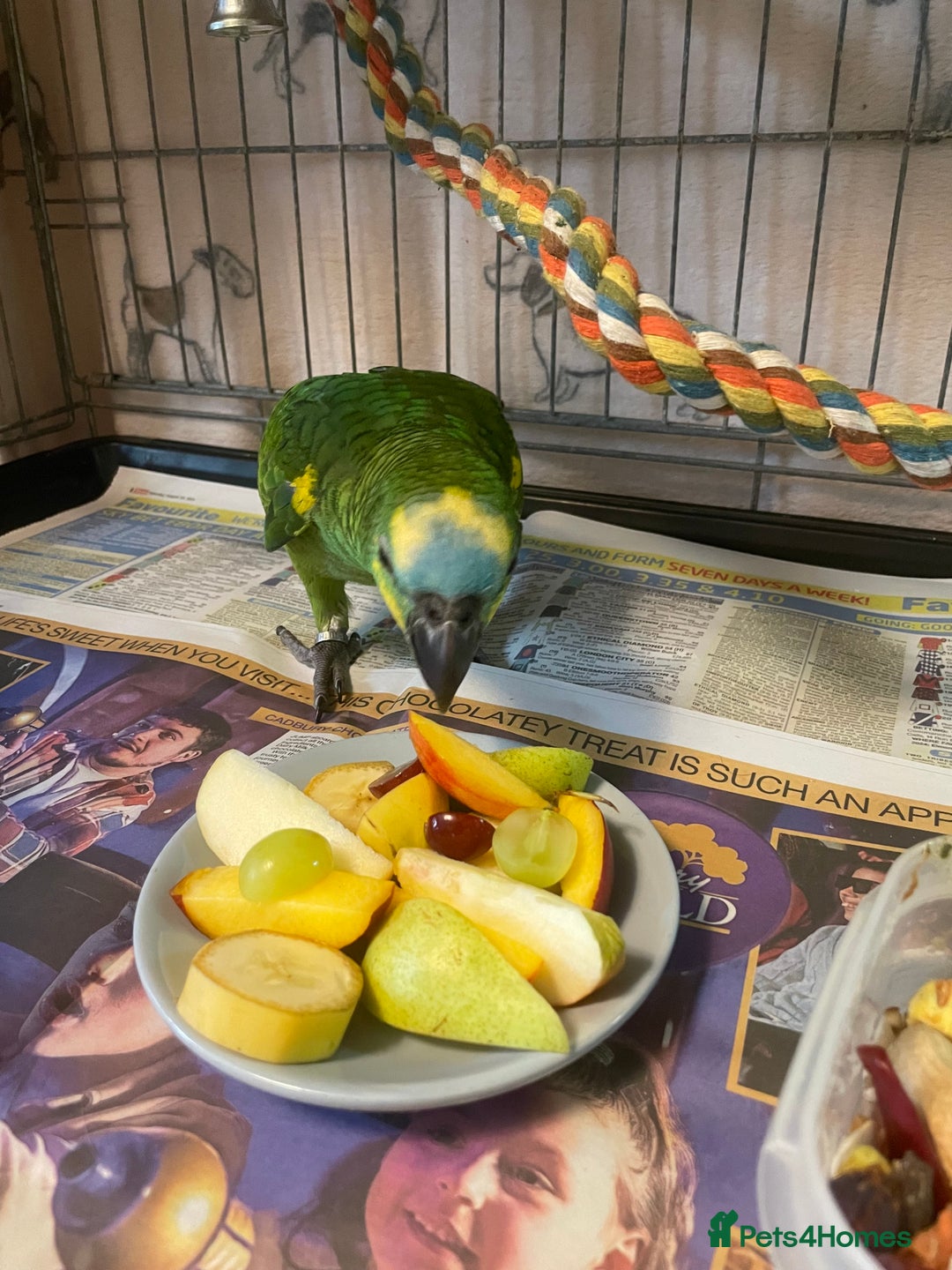 Parrots birds for sale: Beautiful blue front Amazon  - Advert 13