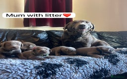 Labrador Retriever dogs for sale: Kc registered silver labs, health tested parents - Image 10