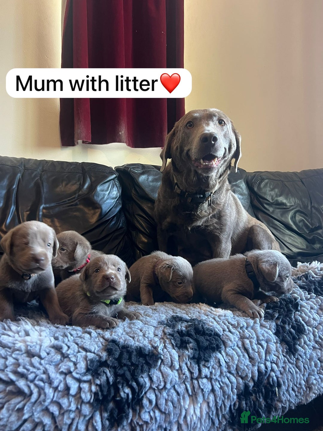 Labrador Retriever dogs for sale: Kc registered silver labs, health tested parents - Image 10