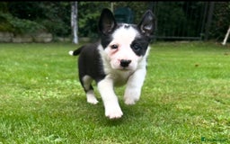 Border Collie dogs for sale: Gorgeous Border Collie Puppies  - Image 22