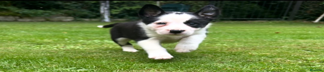Border Collie Puppy 4