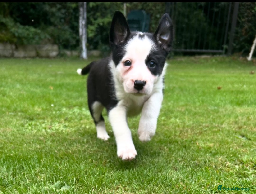 Border Collie dogs for sale: Gorgeous Border Collie Puppies  - Image 22