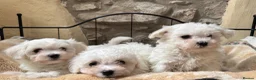 Mixed Breed dogs for sale: Beautiful litter of F1 Maltichon Puppies - Advert 5