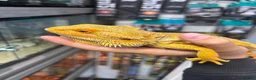 Bearded Dragon reptiles for sale: MALE bearded dragon  - Advert 4