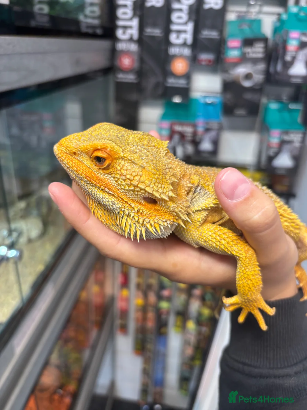Bearded Dragon reptiles for sale: MALE bearded dragon  - Advert 4