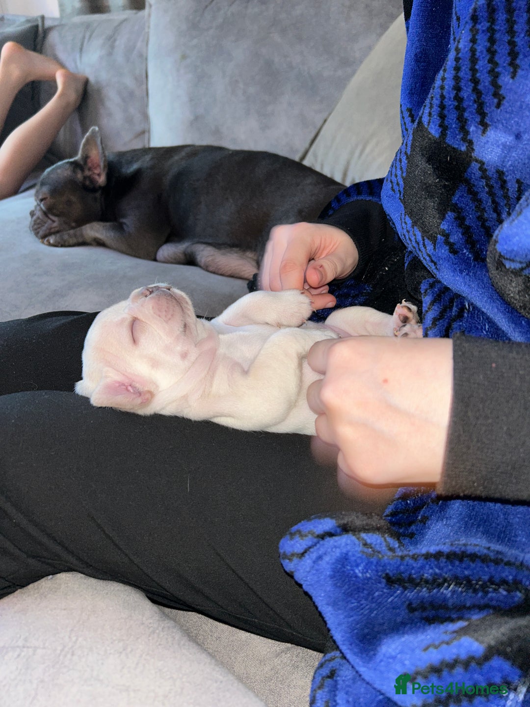 French Bulldog dogs for sale: French fries due to leave 3rd January  - Advert 4