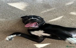 Mixed Breed dogs for sale: Bruno needs a new home!  - Image 5