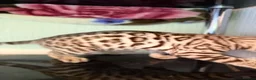 Bengal cats for sale: TICA, GCCF Champion Bloodline Bengal Kittens in London - Advert 33