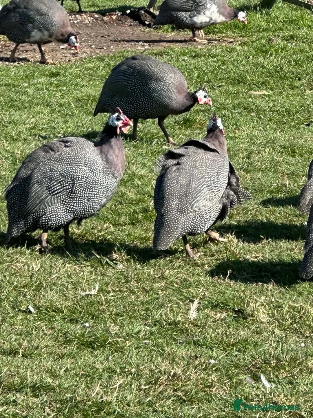 Guinea Fowl poultry for sale: Guinea Fowl eggs  - Advert 2