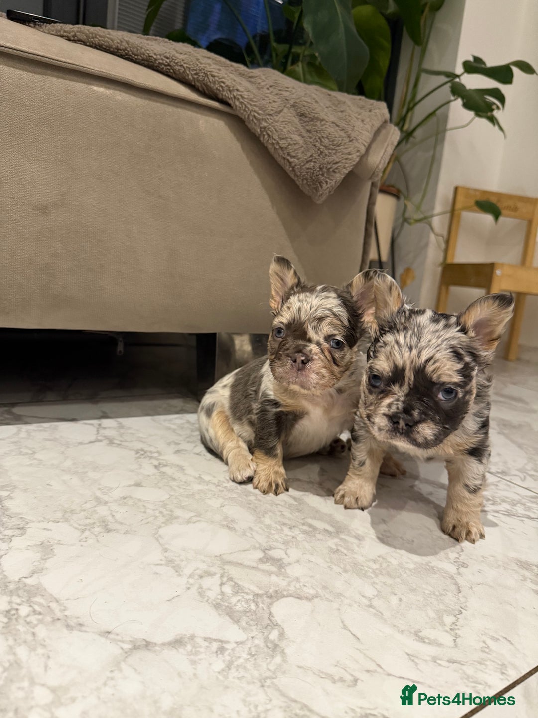 French Bulldog dogs for sale: 8weeks old Fluffy french bulldog puppies - Advert 14