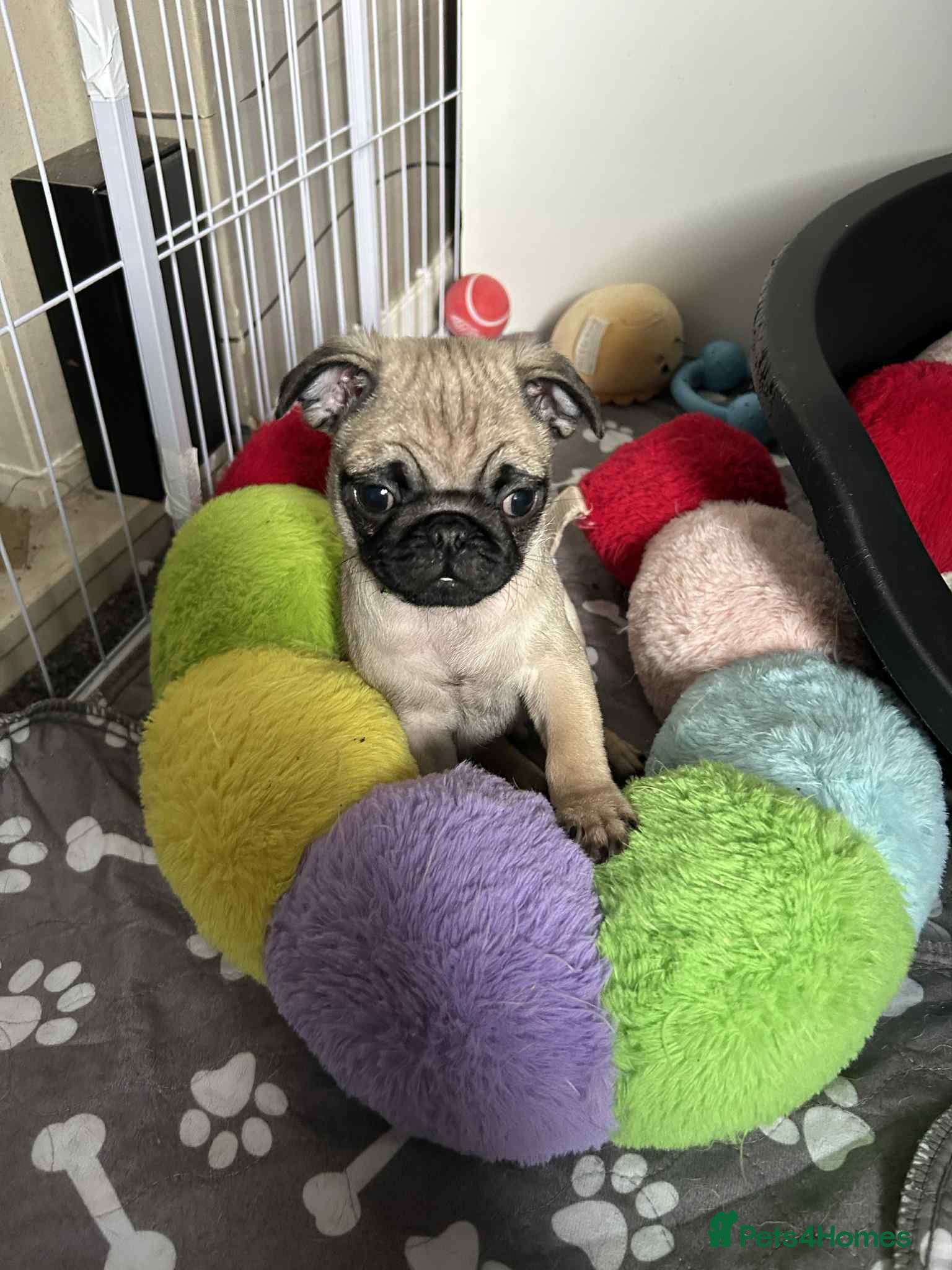 Pug dogs kc reg pug babies. - Advert 3