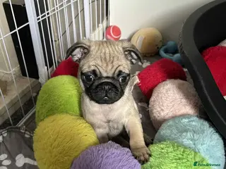 Pug dogs kc reg pug babies. - Advert 3