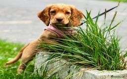 Cockapoo dogs for sale: Cocker spaniel puppy for sale - Image 1