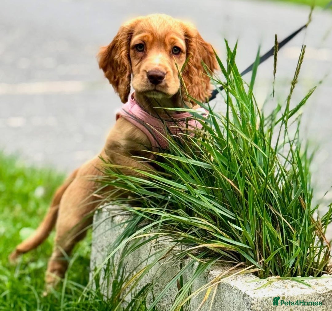Cockapoo dogs for sale: Cocker spaniel puppy for sale - Image 1