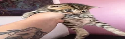 Bengal cats for sale: Beautiful bengal kittens 🐾🐾🐾 - Advert 12