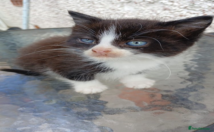 Mixed Breed cats - Advert 2