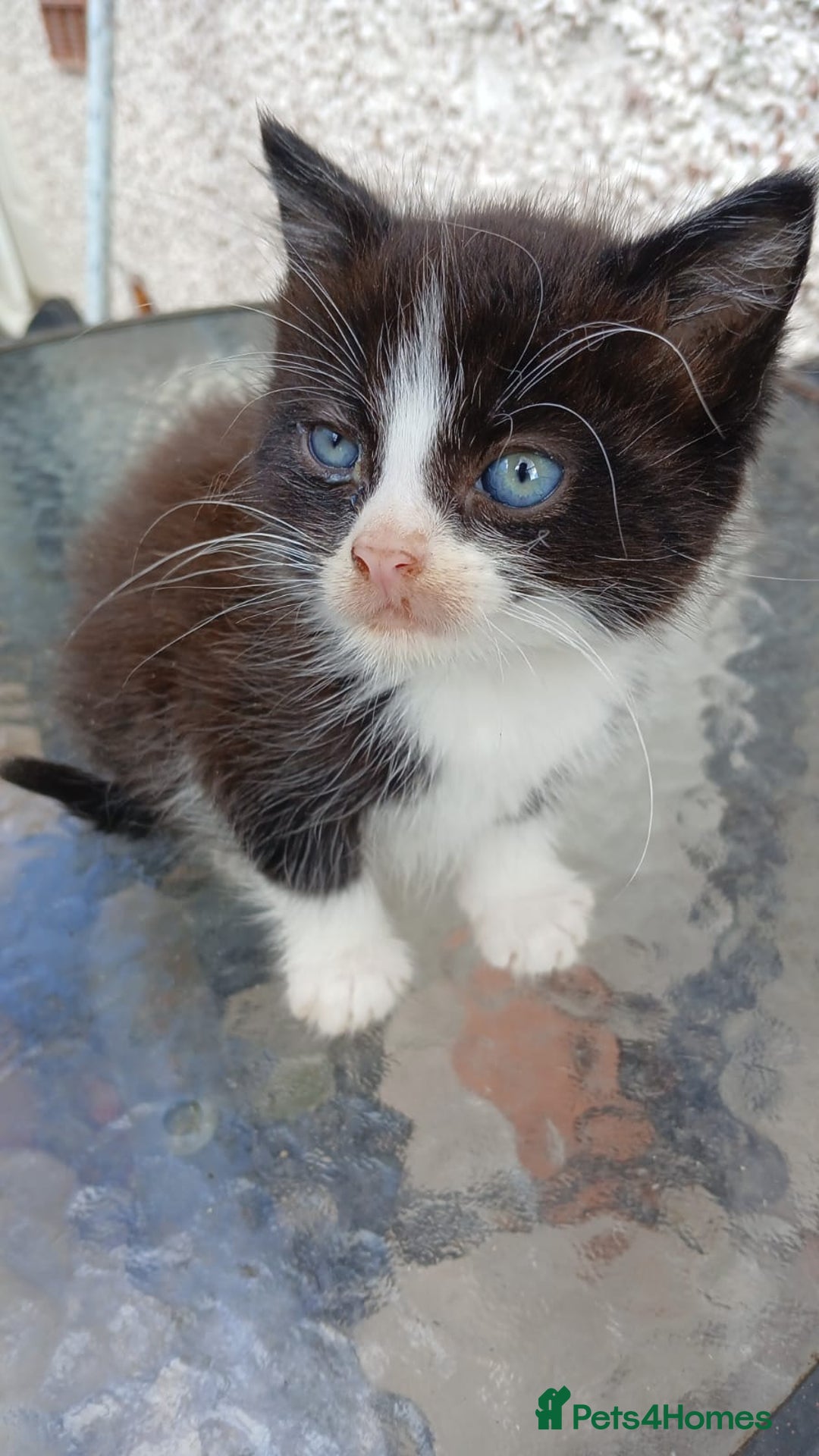 Mixed Breed cats for sale: Fluffy kittens - Image 1