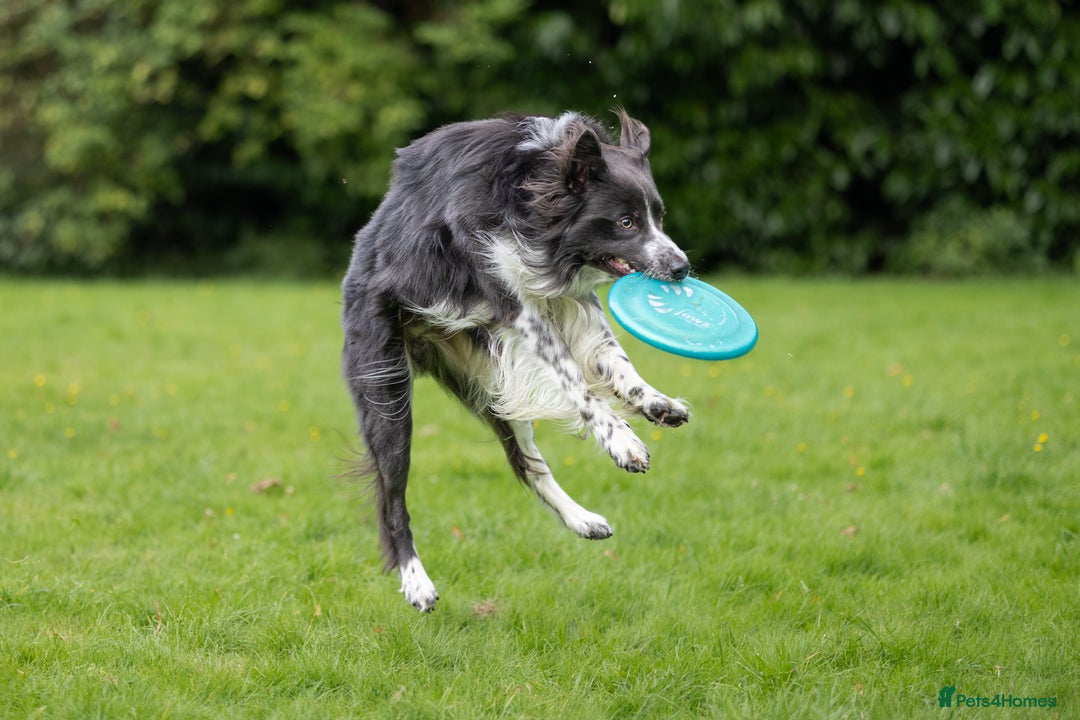 Border Collie dogs for stud: ISDS & KC hip scored, DNA tested lilac carrier in Stockport - Image 5
