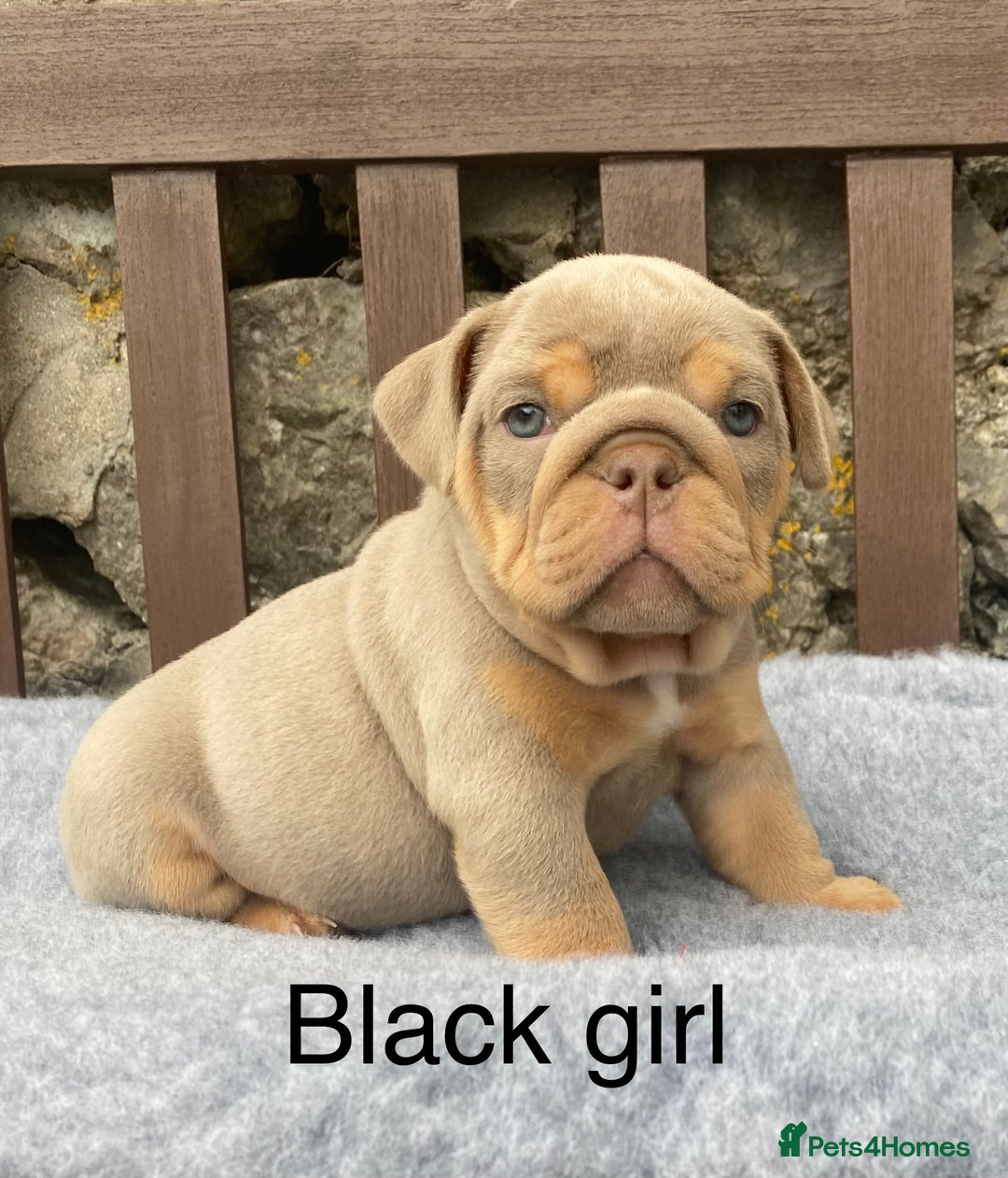 English Bulldog dogs for sale: Beautiful KC lilac & tan English bulldog puppies - Image 32