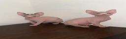 Sphynx cats for sale: sphynx kittens for sale - Advert 17