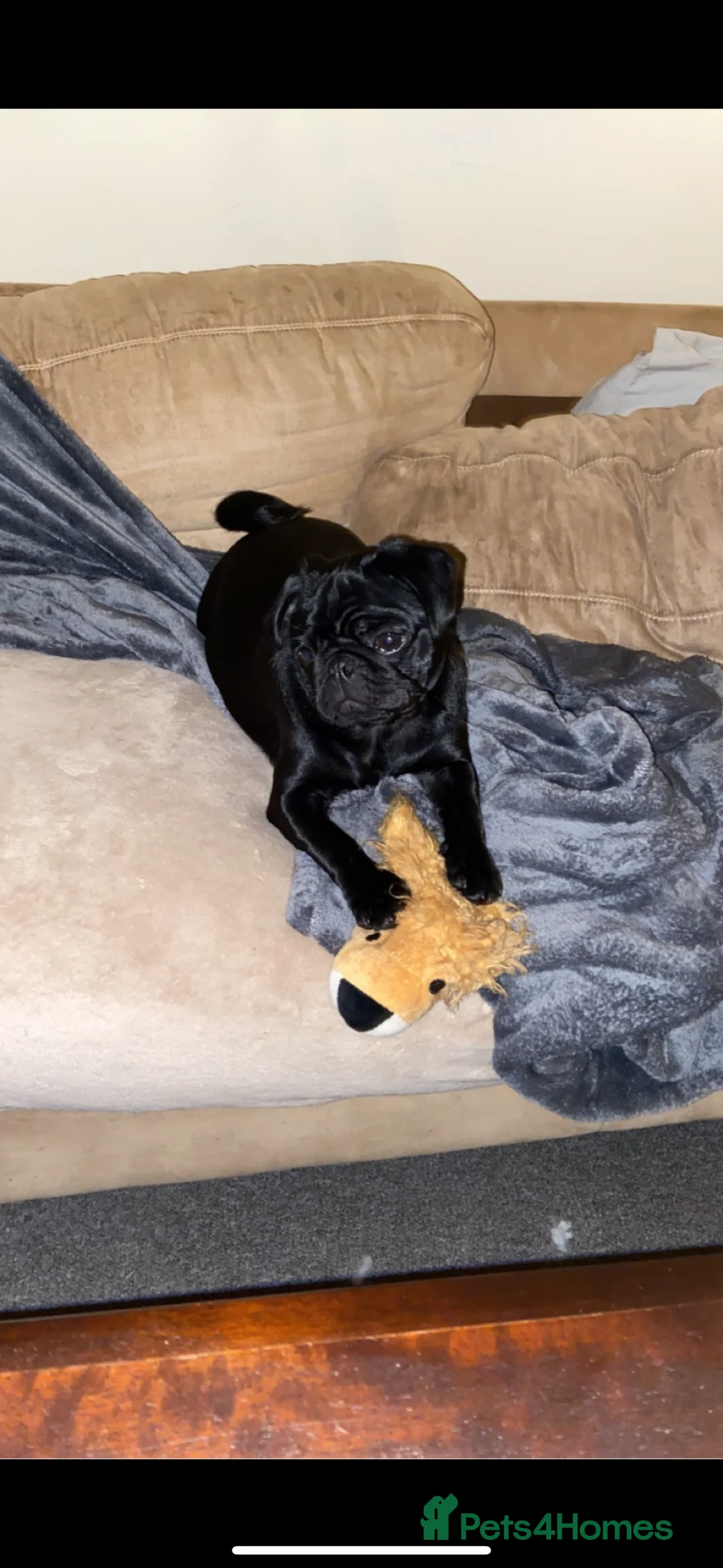 Pug dogs for sale: Beautiful black pug/ female - Advert 2