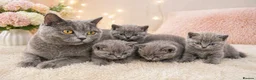 British Shorthair cats for sale: 🐾 Stunning British Shorthair (Blue) Kittens –  🐾 - Advert 1