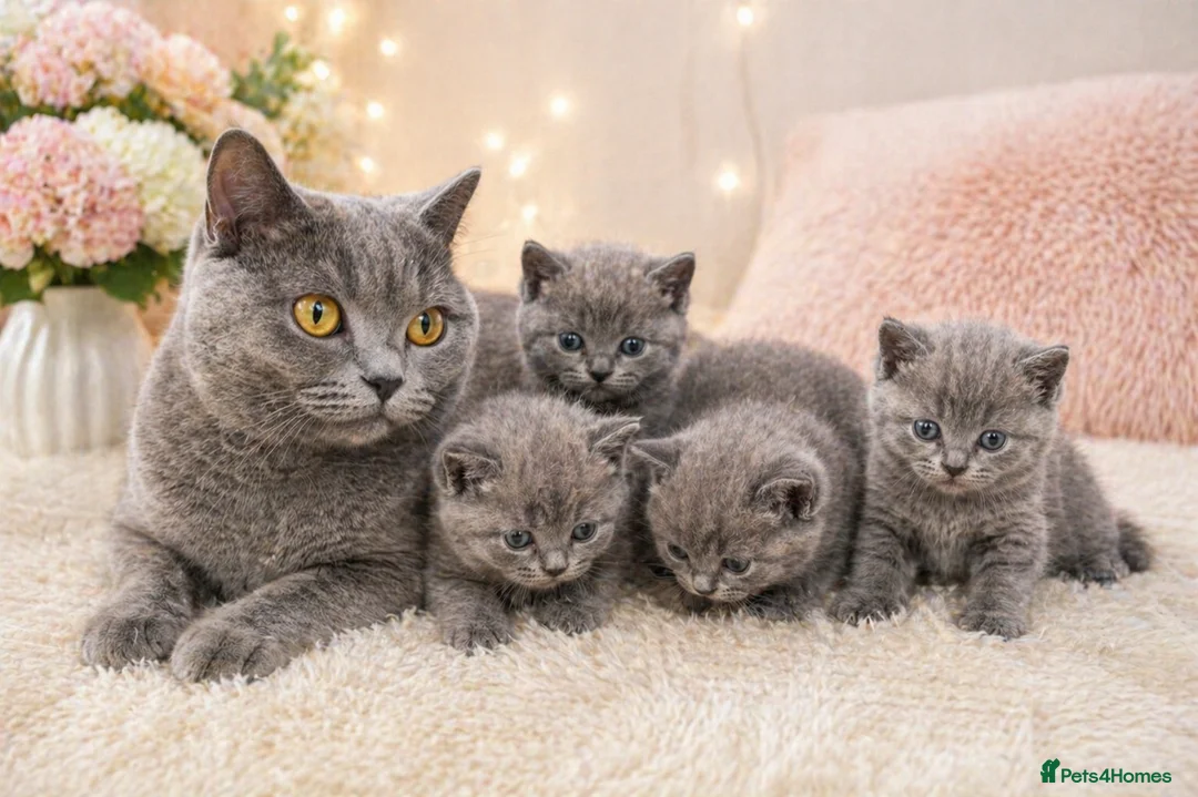 British Shorthair cats for sale: 🐾 Stunning British Shorthair (Blue) Kittens –  🐾 - Advert 1