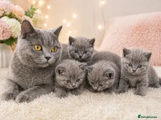 British Shorthair cats 🐾 Stunning British Shorthair (Blue) Kittens – 🐾 - Advert 1