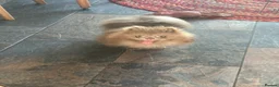 Pomeranian dogs for sale: Stunning Tiny KC Reg Pomeranian Puppies  - Advert 22