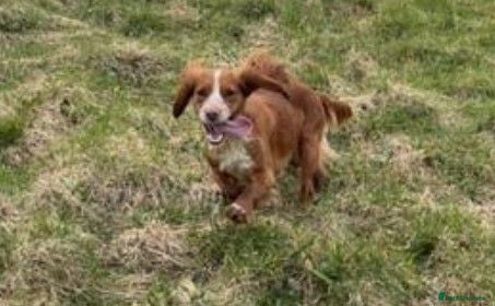 Cocker Spaniel dogs KC adult Female Cocker spaniel SPAYED  - Advert 1