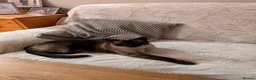 Siamese cats for sale: Seal Point Siamese cat in Birmingham - Advert 1