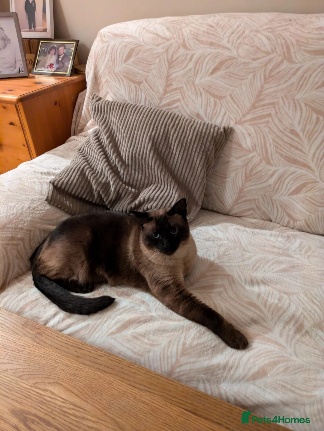 Siamese cats for sale: Seal Point Siamese cat in Birmingham - Advert 1