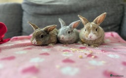 Mini Lop rabbits for sale: Mini lop bunny - Image 2