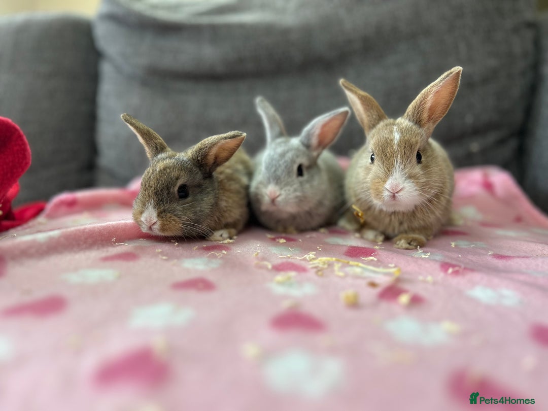Mini Lop rabbits for sale: Mini lop bunny - Image 2