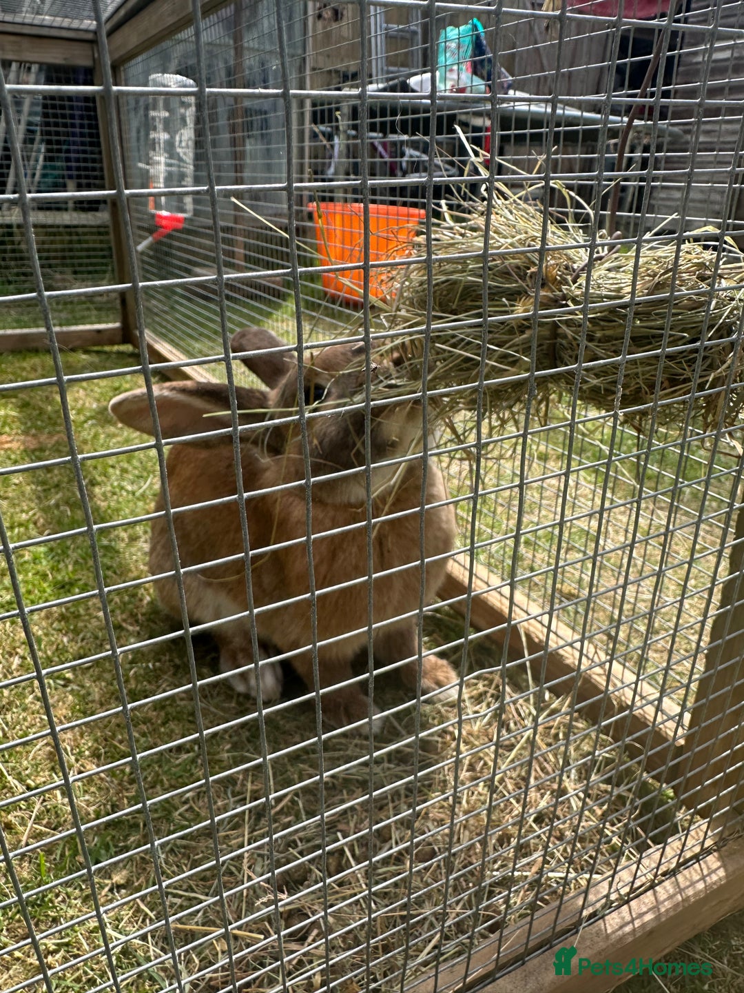Californian rabbits for sale: 2 Female Californian Rabbits. - Image 6