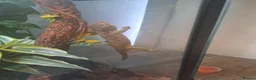 Gecko reptiles for sale: Male mossi geko  - Advert 8