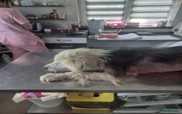 Mixed Breed dogs for adoption: BLUE3 - a lovely boy for a Loving Home - Image 14