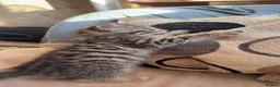 Bengal cats for sale: Cross bengal kitten  - Advert 10